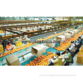 Vegetable frozen fruit processing line